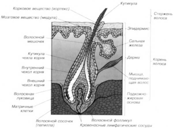 Строение волоса